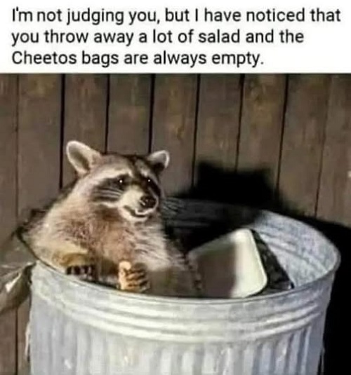 racoon salad.jpg